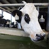 Ola de calor no ha impactado drásticamente a la producción de leche
