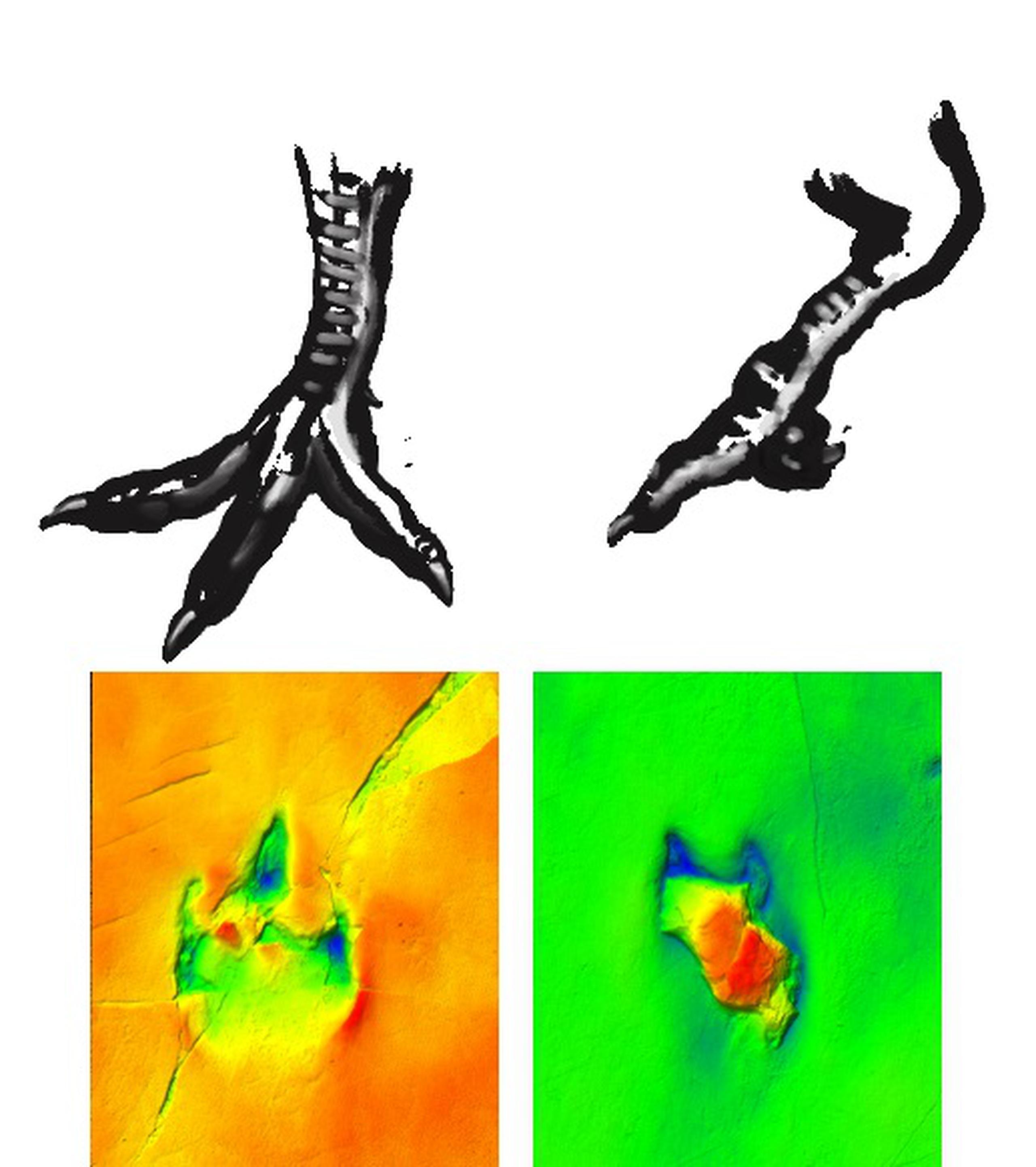 Posible reconstrucción de la deformidad del pie del dinosaurio. EFE/Recreación artística de Lara de la Cita, y fotografías del equipo de investigación de Las Hoyas, Universidad Autónoma de Madrid
