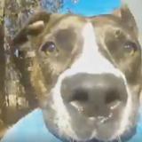 Perro se roba una GoPro y graba su huida