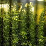 FURA ocupa invernadero con 1,000 plantas de marihuana en Patillas 