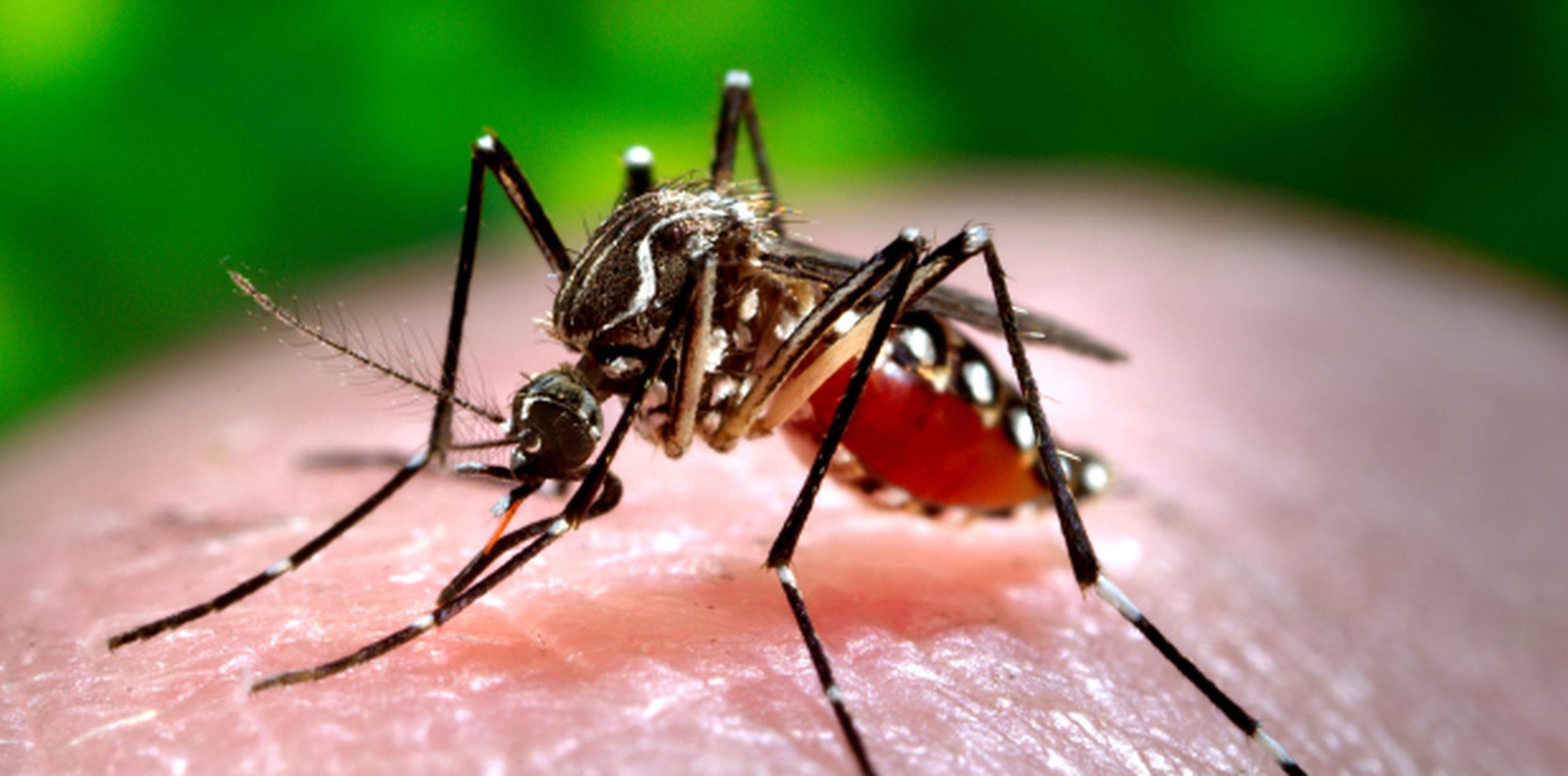 Al igual que el chikungunya, el dengue y el virus del Nilo Occidental,  este virus puede prevenirse a través del uso de repelentes, el uso de mosquiteros y  con ropa que cubra el cuerpo.  (Archivo)
