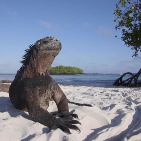 Galápagos: Adaptarse para sobrevivir