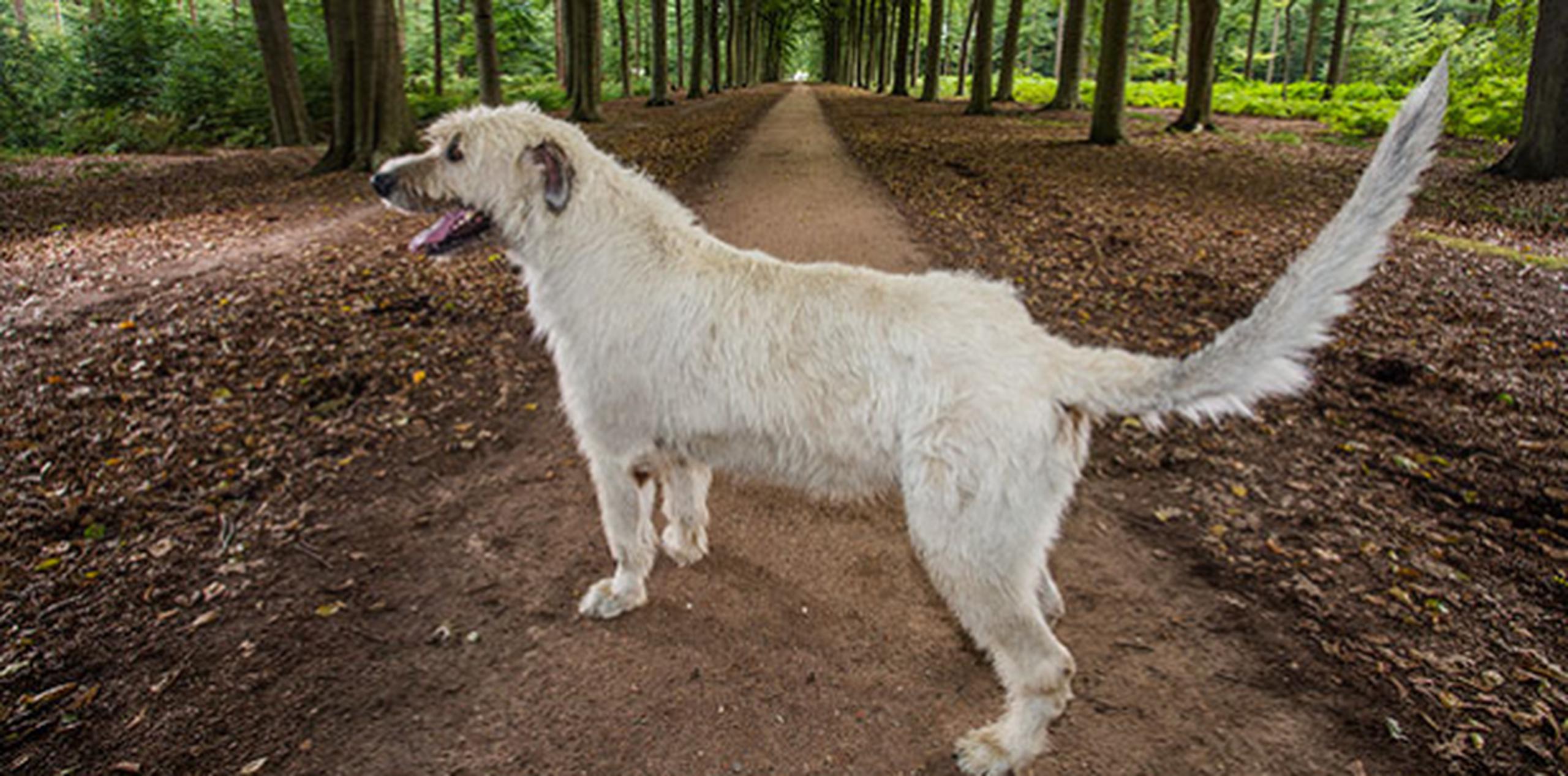 El can es de la raza lobero irlandés. (Guinness World Records)