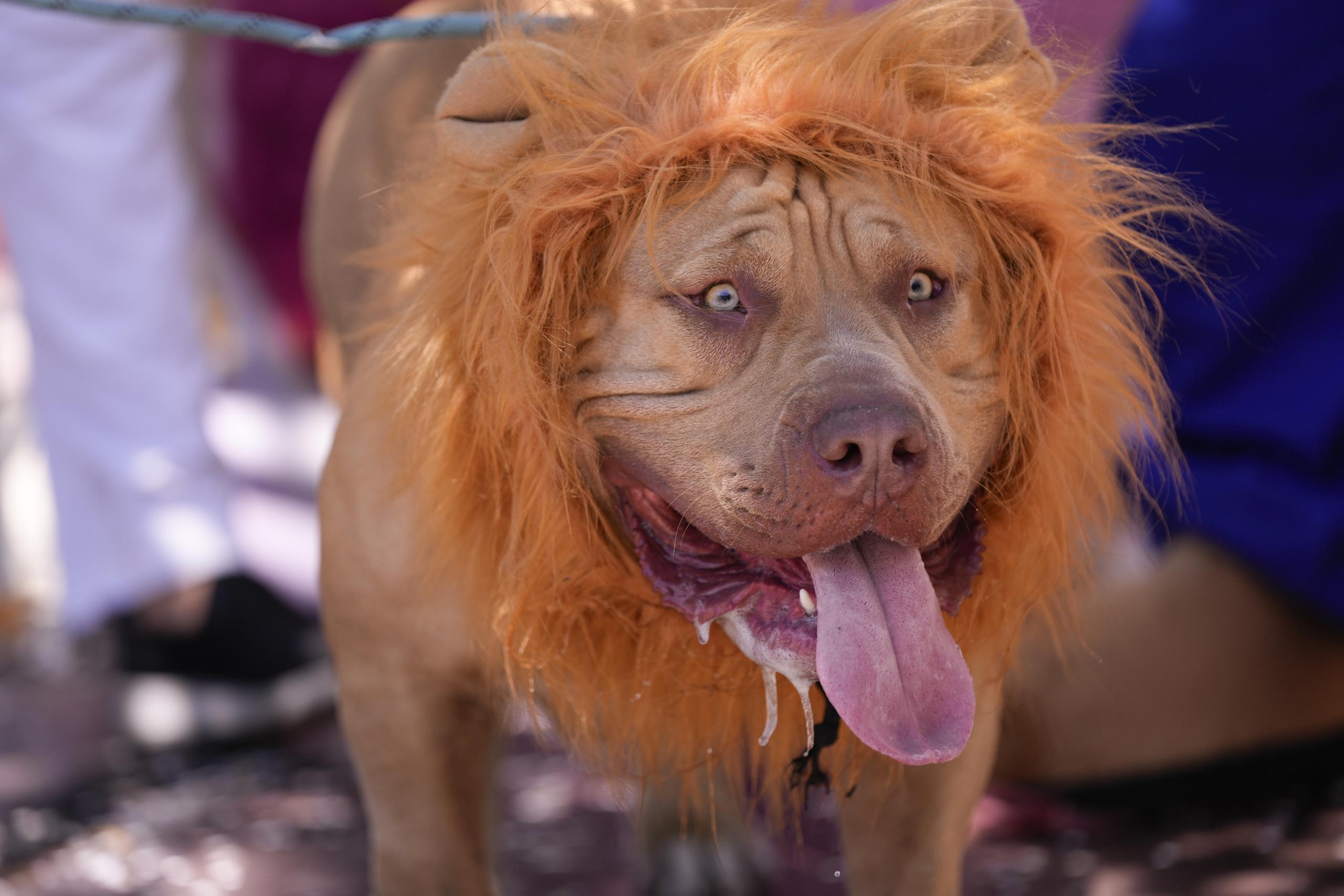 Scooby Doo, un enorme y masivo pit bull, hizo las delicias del público disfrazado de león, con una rebelde melena dorada.
