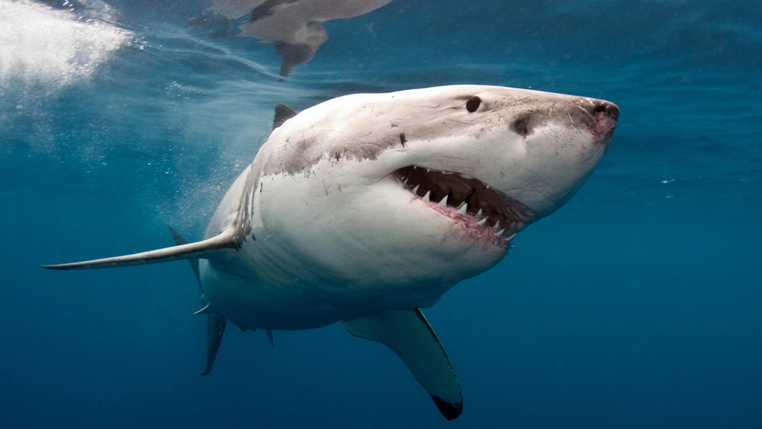 Aunque no se avistó ningún tiburón, las autoridades indicaron que el ataque fue causado por un animal marino de gran tamaño.