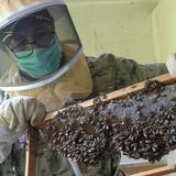 Aumenta la crisis de abejas y la polinización en Puerto Rico