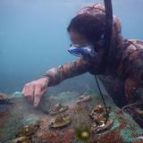 Trasplantan 4,600 corales en Galápagos para restaurar arrecifes que devastó El Niño 
