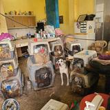 Acusan a hombre por mantener a más de 100 perros y gatos en condiciones deplorables dentro de su casa en Yauco