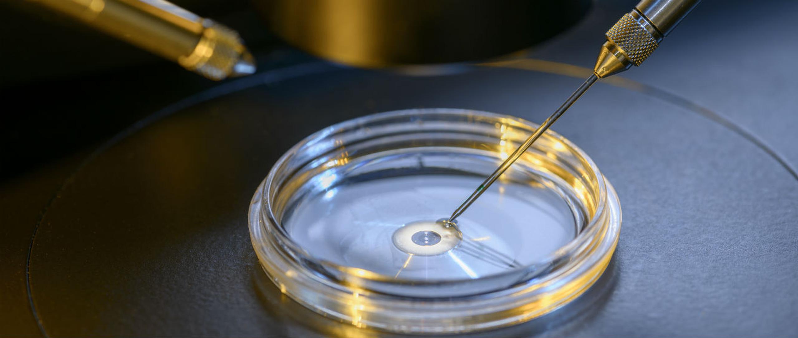 Este logro con embriones de ganado podría ayudar al desarrollo de la fecundación in vitro en humanos. (Shutterstock)