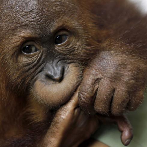 Milagroso rescate de un bebé orangután llamado Bon Bon