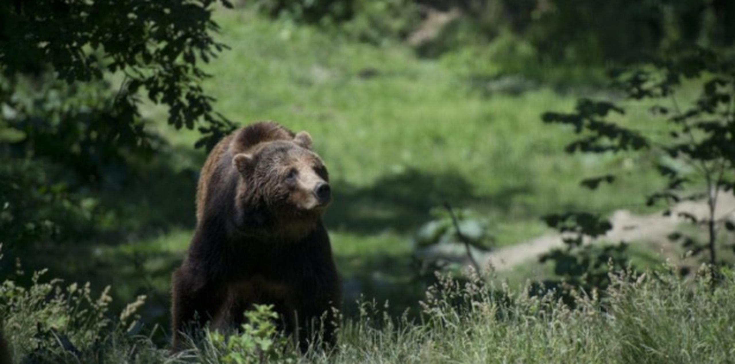 El gobierno dice que quiere con esta medida estabilizar la población de osos, que ha crecido desde 300 ejemplares en 1974 hasta los 3,100. (AFP)