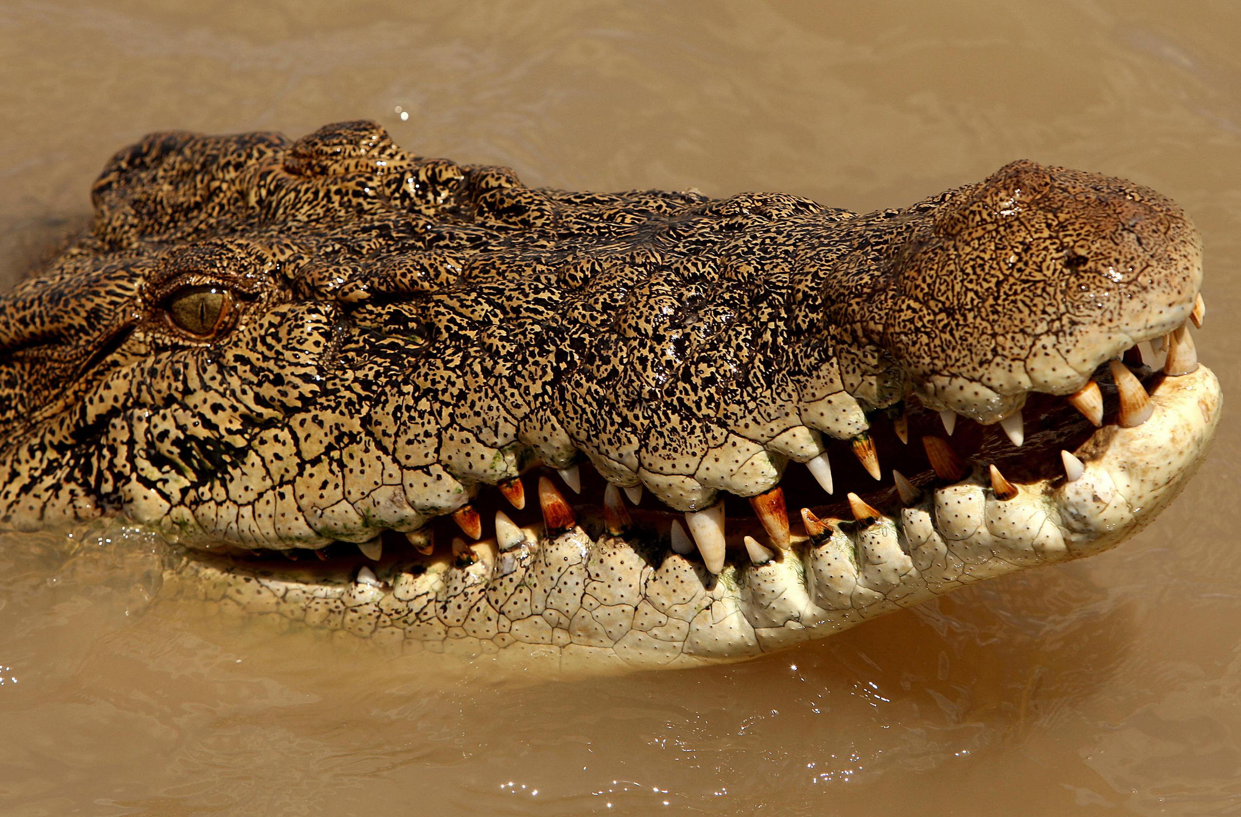 Los cocodrilos de estuario en Australia son conocidos por sus feroces ataques, algunos mortales, y abundan en la región tropical del norte australiano después de que fueran declarados una especie protegida en 1971.