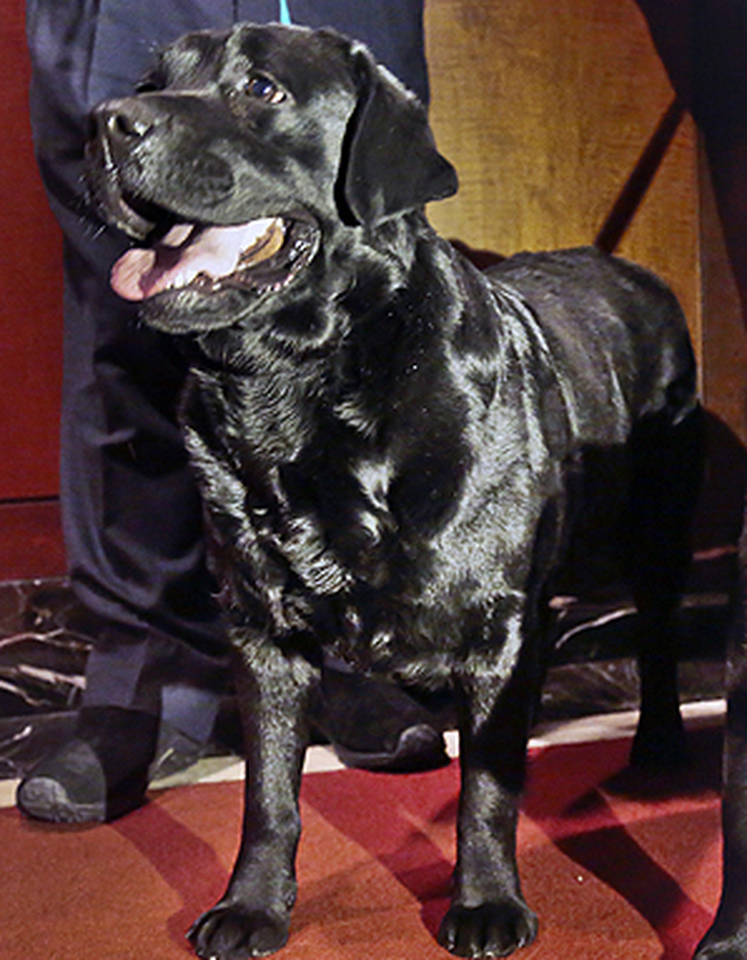 El Labrador ha proliferado por ser considerado como un perro amigable, fácil de entrenar y que fue desarrollado a partir del juego de "ve a buscar" para asumir otros papeles. (AP)