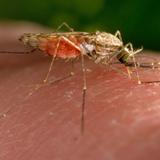 El dengue bate récords de contagio ante el aumento de las temperaturas