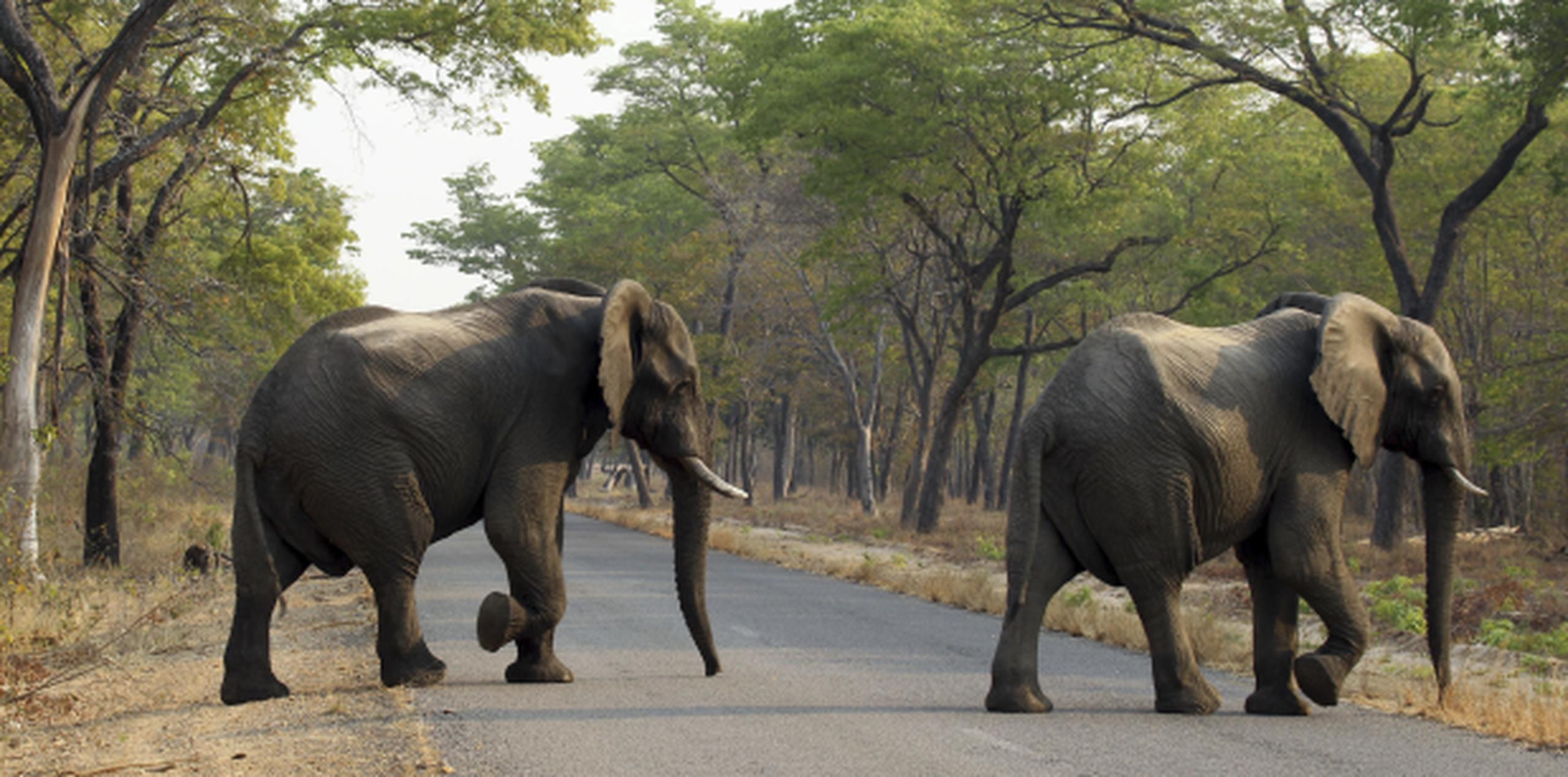 La venta de 35 elefantes a China por parte de Zimbabue fue criticada por grupos conservacionistas por el secretismo con que se manejó y por considerarlas antiéticas. (Archivo)
