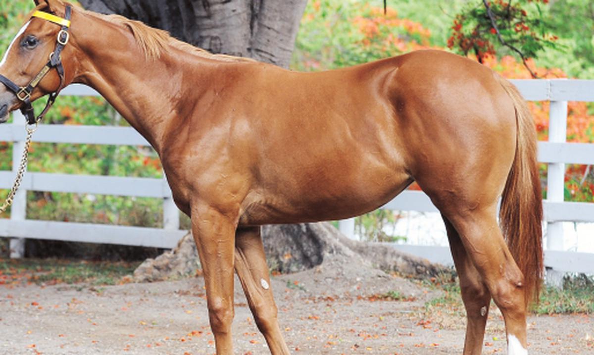 Cierra la temporada de subastas Primera Hora