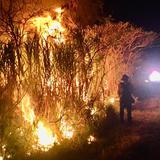 Bomberos atienden fuego forestal en Barceloneta