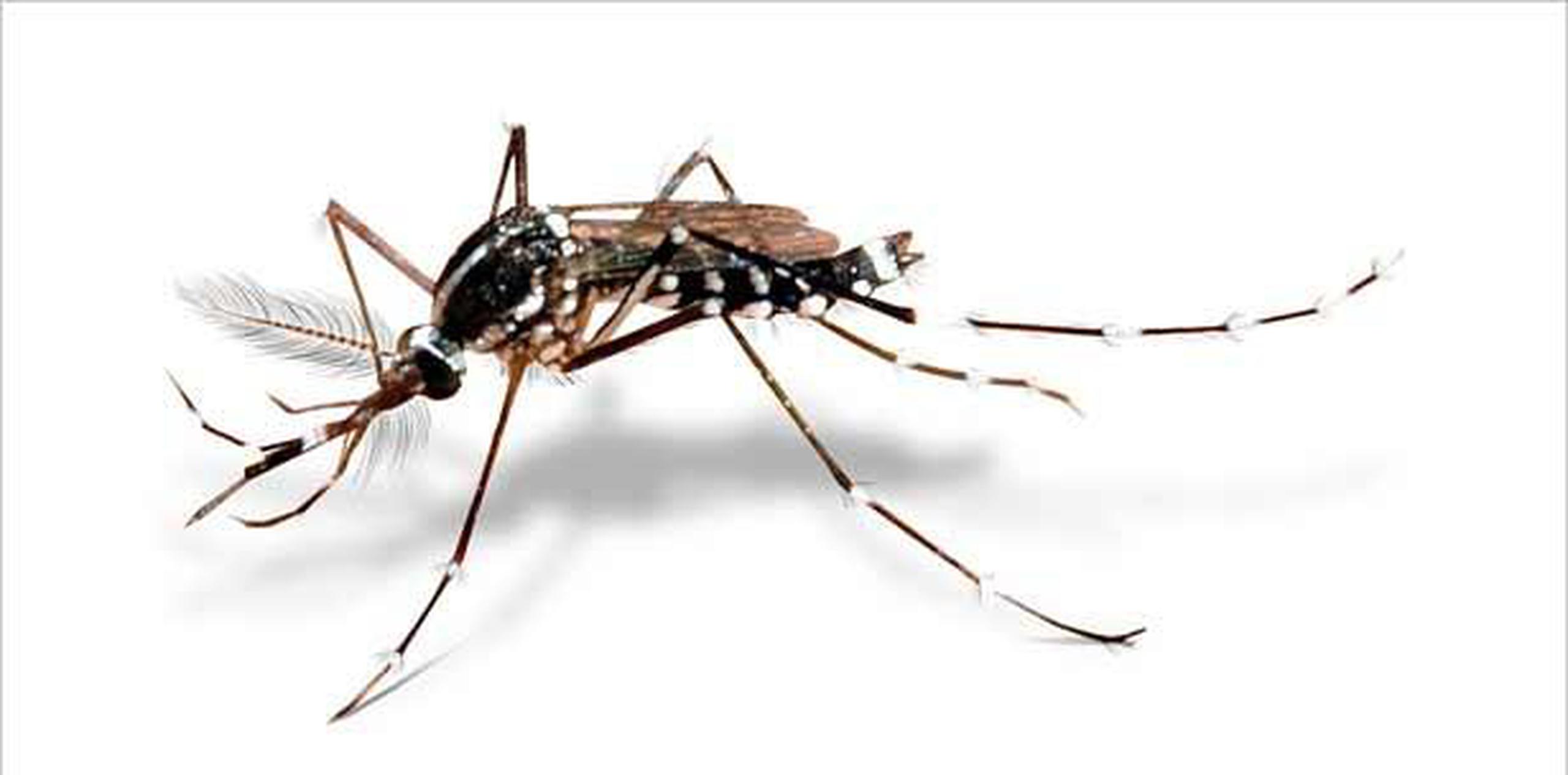 El frente convocó además a una Olimpiadas Nacionales Contra los Criaderos de Mosquitos el 7 de agosto para que toda la ciudadanía se una en los esfuerzos por controlar los vectores del zika. (Archivo)