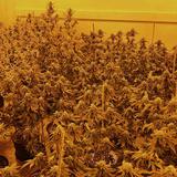 Ocupan más de 500 plantas de marihuana en Trujillo Alto