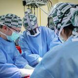 Japón crea cerdos cuyos órganos se pueden trasplantar a humanos