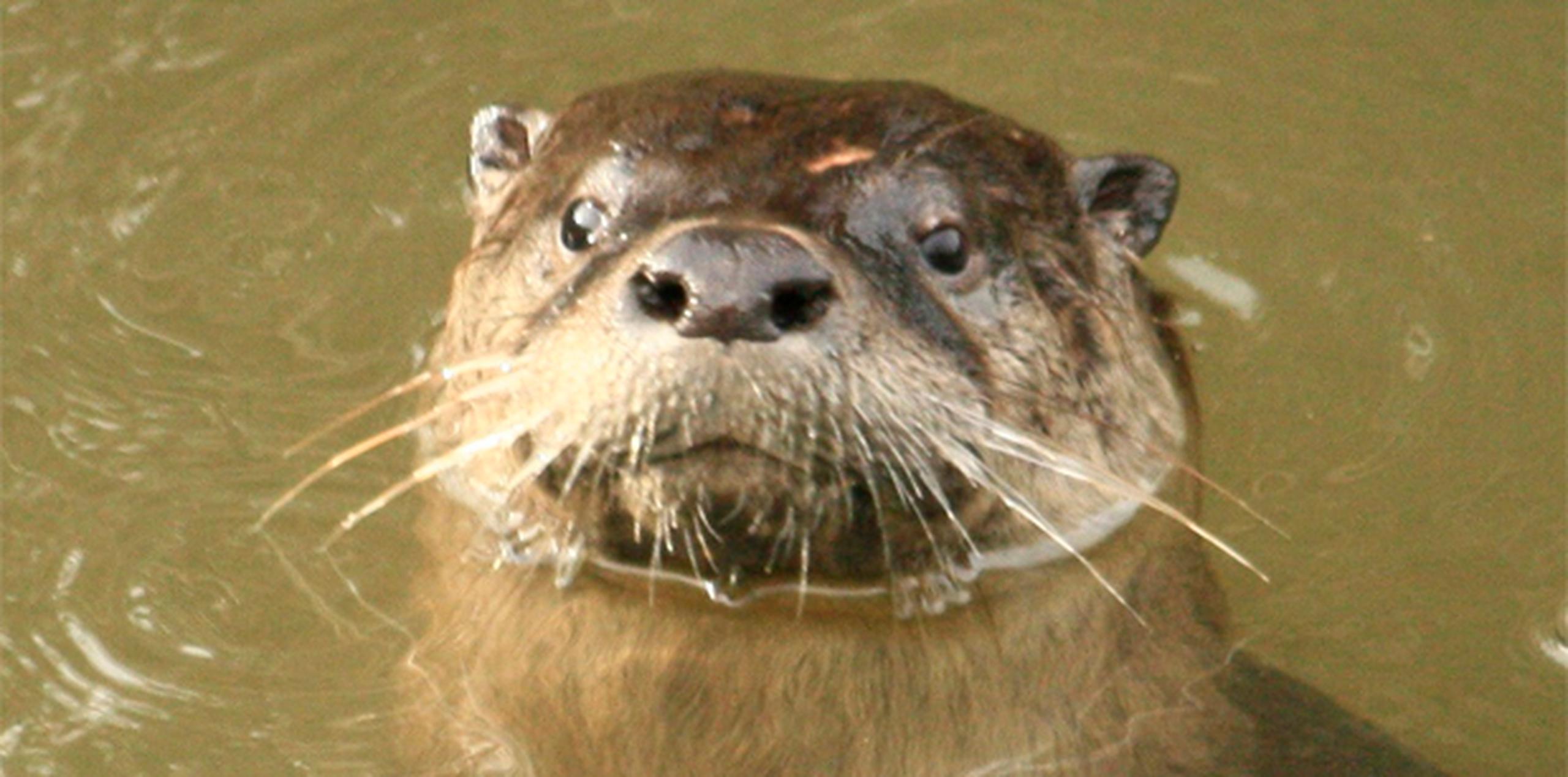 La nutria (river otter) es un mamífero oriundo de Norte América.