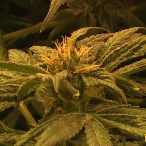 Militares a cultivar cannabis medicinal