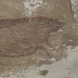 La pintura rupestre más antigua del mundo