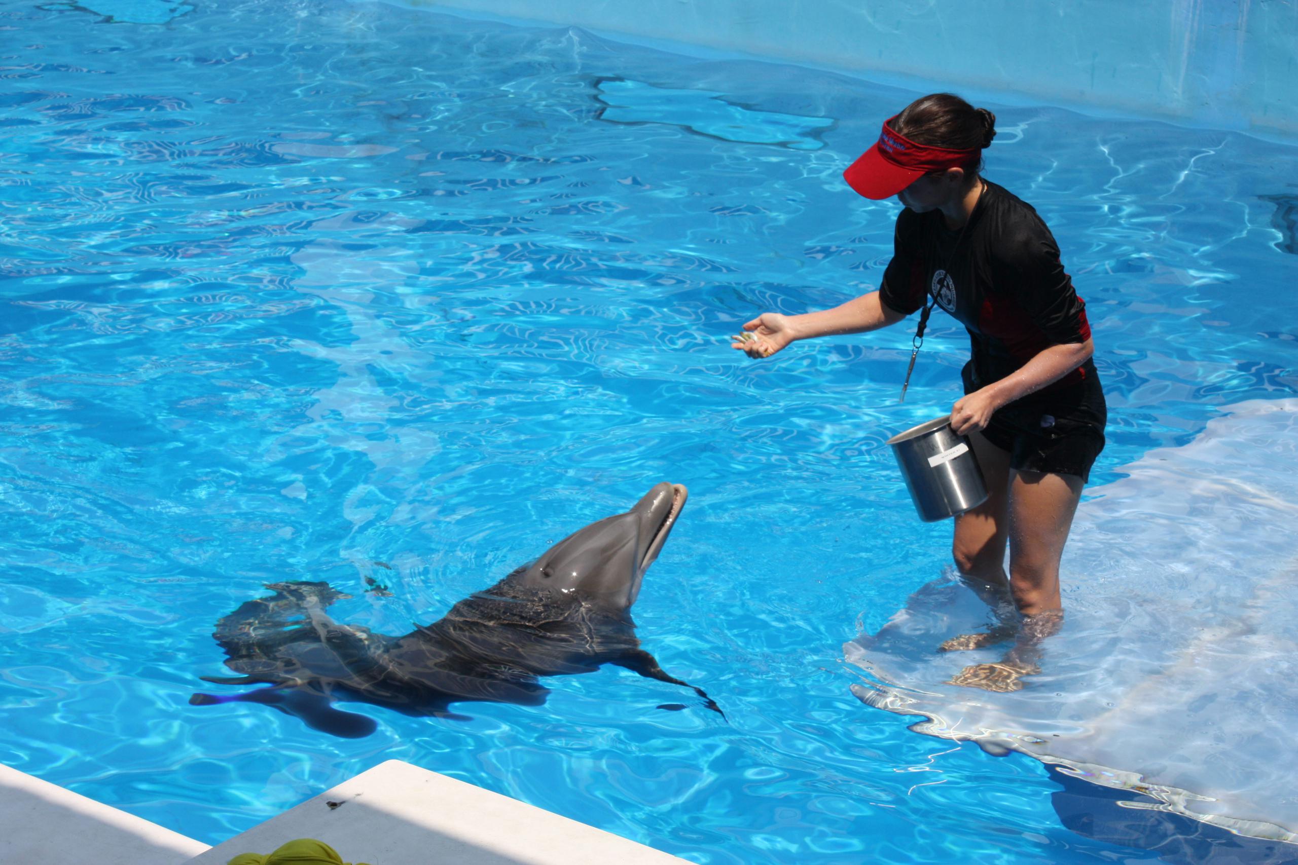 La delfín Winter, protagonista de la conmovedora "Dolphin Tale", en una fotografía de archivo. EFE/Marina Infante
