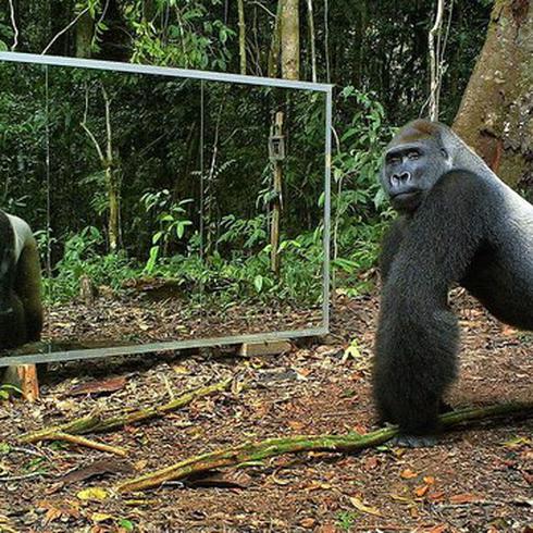 ¿Qué pasa cuando animales de la selva se miran al espejo por primera vez? 