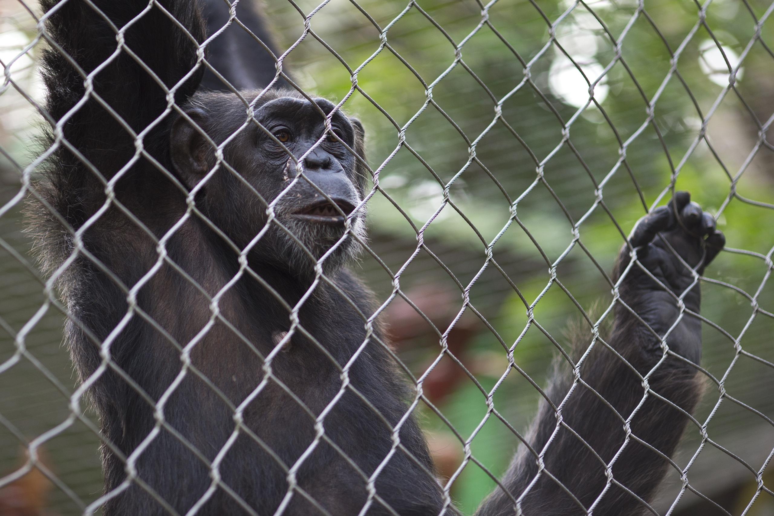 En la imagen, uno de los chimpancés del zoológico.