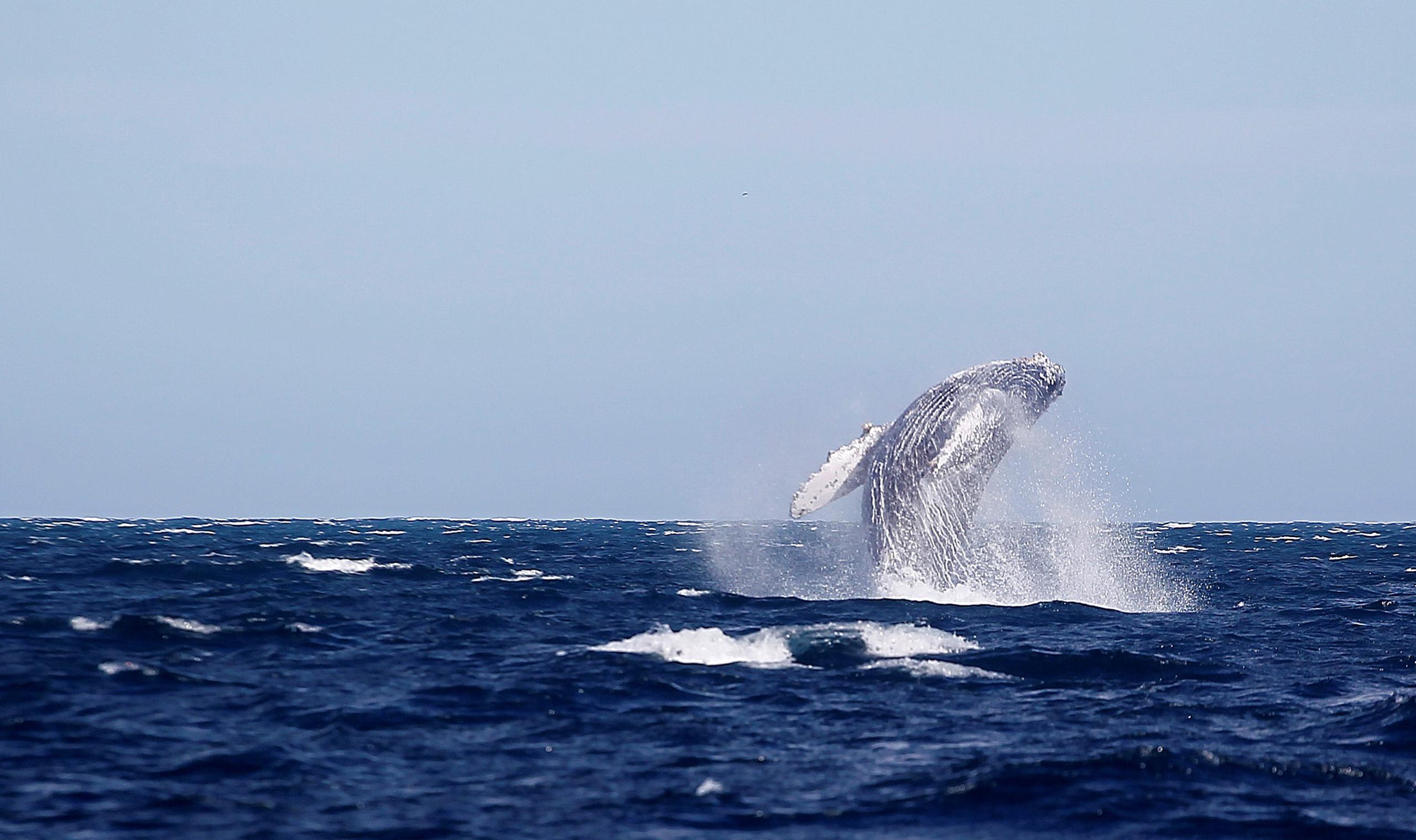 Las ballenas jorobadas, que todos los años visitan nuestras cálidas aguas, comenzaron a dejarse ver en días recientes.