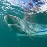 Tiburones pudieran ser víctimas masivas del COVID-19 
