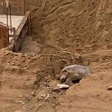 Carey queda atrapado en polémico proyecto de construcción en playa de Rincón