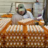 Gripe aviar devasta granjas en California