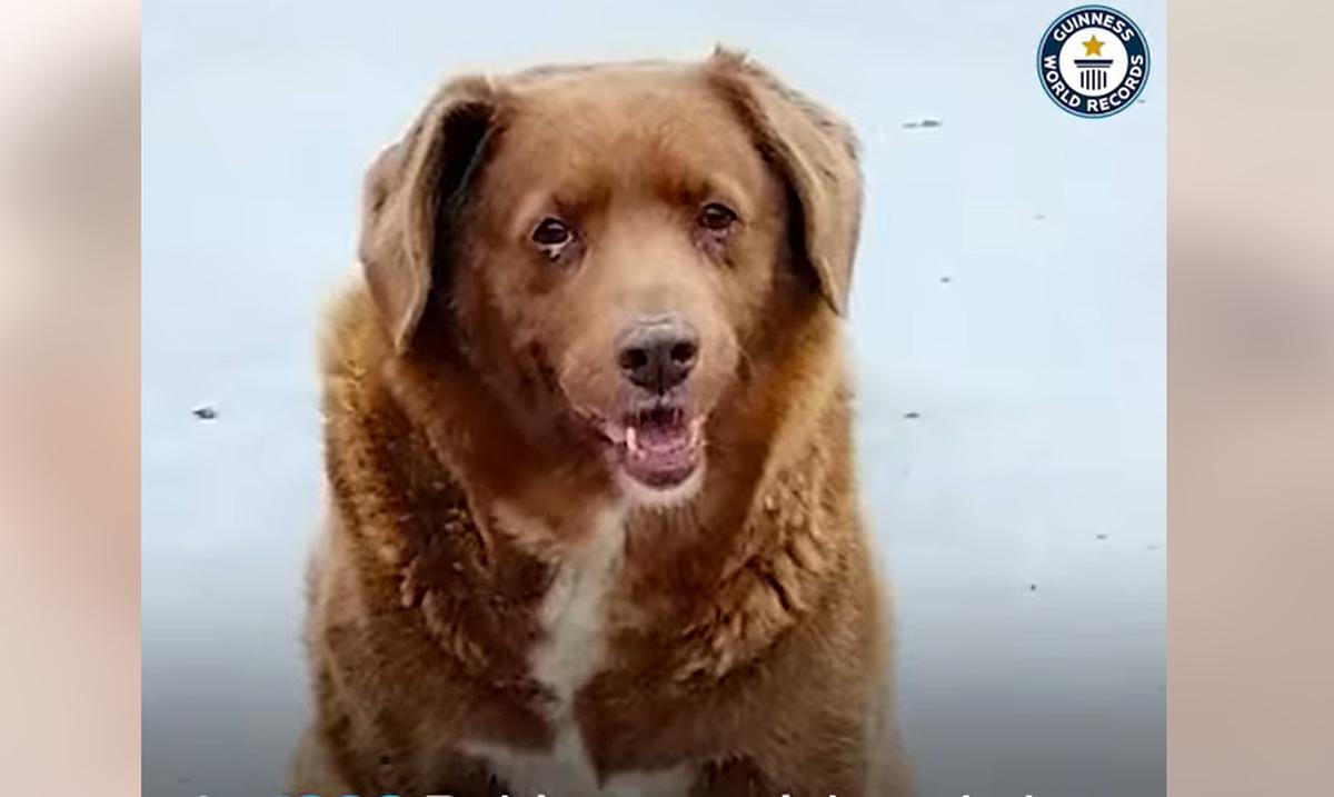 The Guinness World Record for the oldest dog was removed after doubts about its age