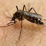 Registran tres nuevos casos de zika en Puerto Rico