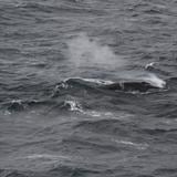 Un estudio destaca cómo las ballenas pueden reducir el calentamiento global