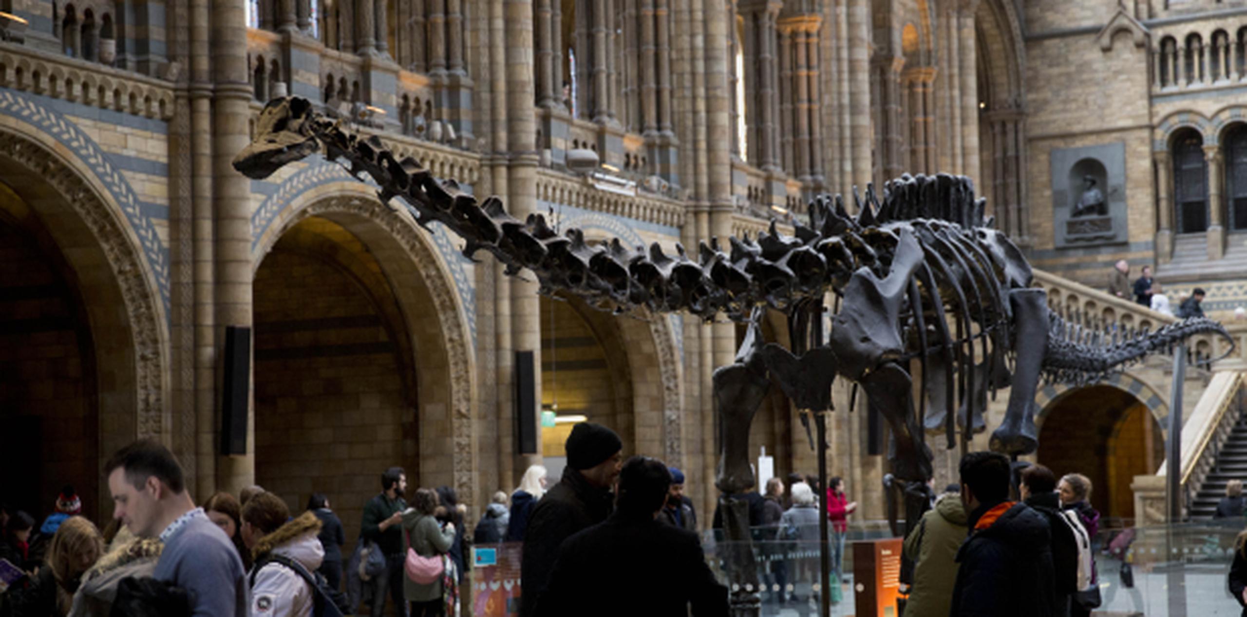 A pesar de su apariencia realista, el dinosaurio que domina la sala principal del museo desde 1979 es una réplica en yeso. (AP)