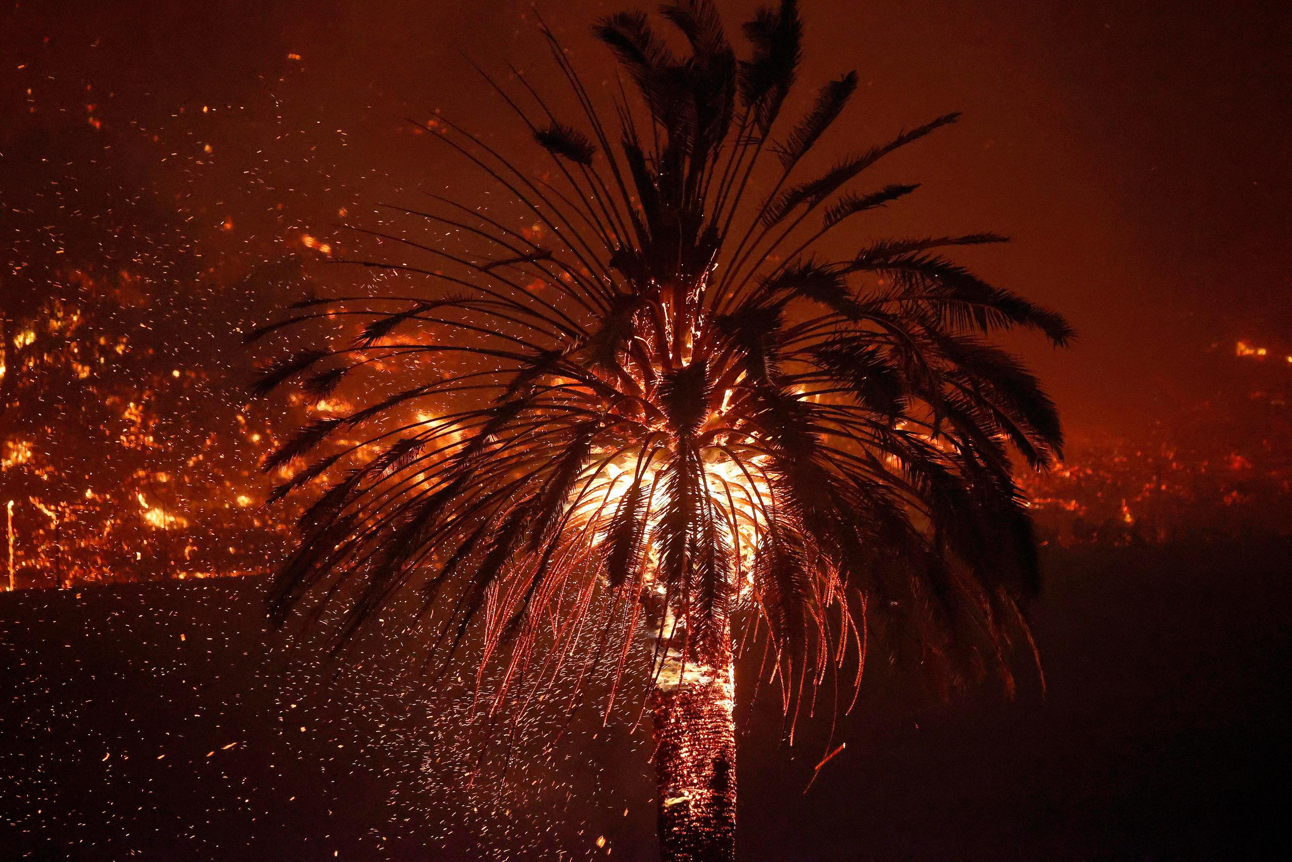 Una palmera en llamas por el incendio producido a lo largo de la famosa carretera Siverado en la ciudad de Deer Park, en el condado de Napa, California, el 27 de septiembre de 2020.