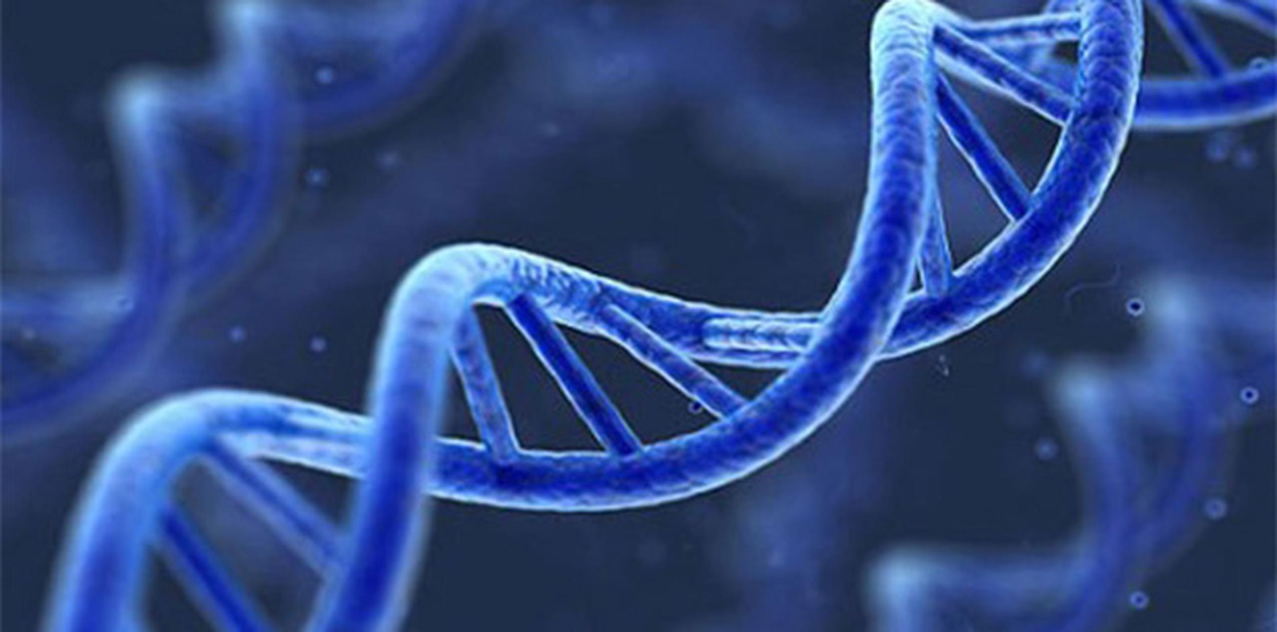 La secuencia de ADN contiene la información genética transmisible por herencia. (Archivo)