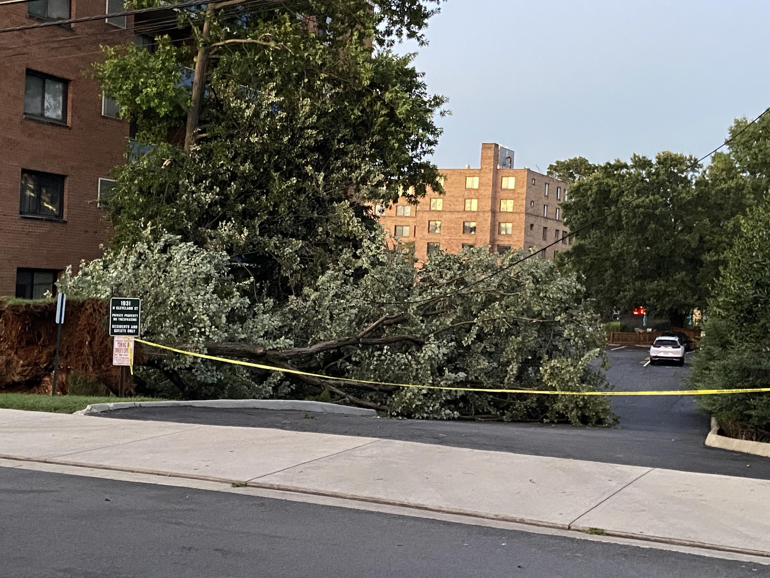 En Arlington, en el norte de Virginia, algunos árboles -arrancados de raíz- habían caído sobre vehículos y viviendas.
