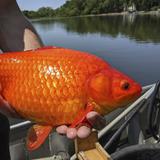 Aparecen peces dorados gigantes en lagos de Minnesota