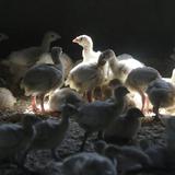 Detectan caso de contagio humano con gripe aviar en Colorado