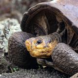 Encuentran tortuga que se creía extinguida hace más de 100 años