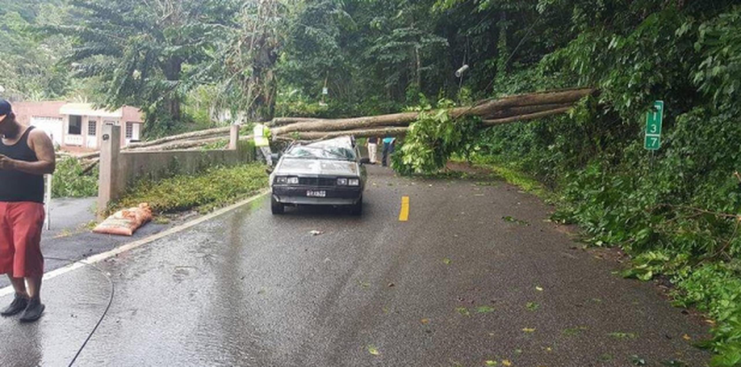 En Utuado, ya han reportado la caída de árboles y en uno de los incidentes, una persona resultó viva de milagro luego que le cayera un árbol sobre su vehículo. (Suministrada)