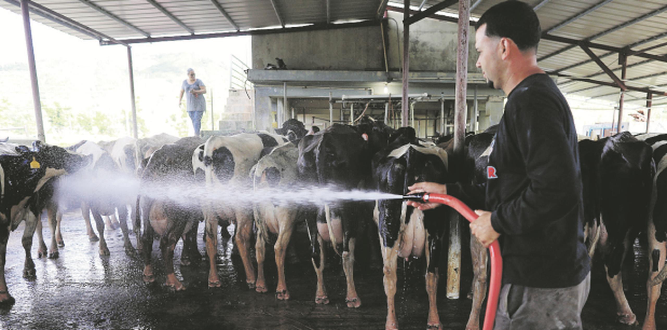 En la vaquería 31 Dairy Farm Inc. en el barrio Río de Las Piedras se han gastado $23,000 en diésel en cuatro meses. (teresa.canino@gfrmedia.com)