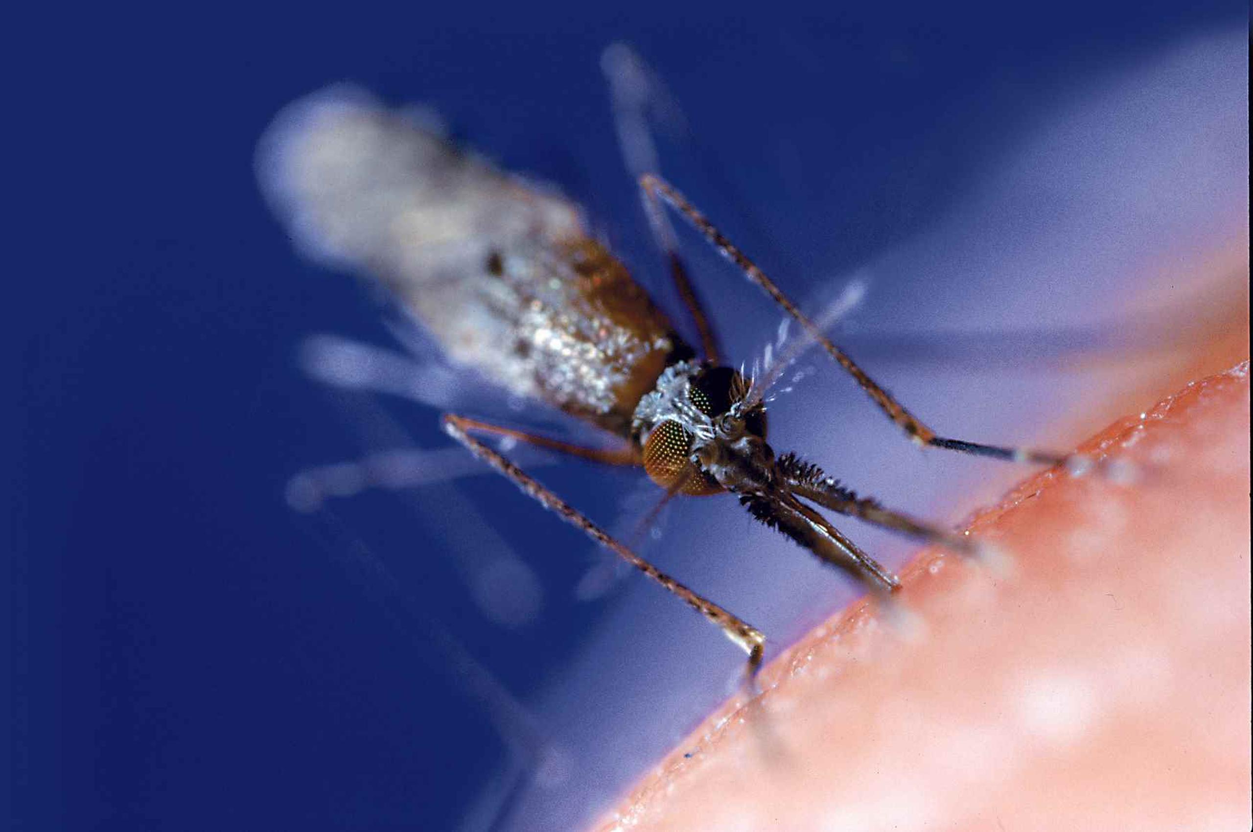 La malaria, transmitida por mosquitos, mata a medio millón de personas por año, sobre todo en África, a pesar de las campañas para controlarlo. (GFR Media)