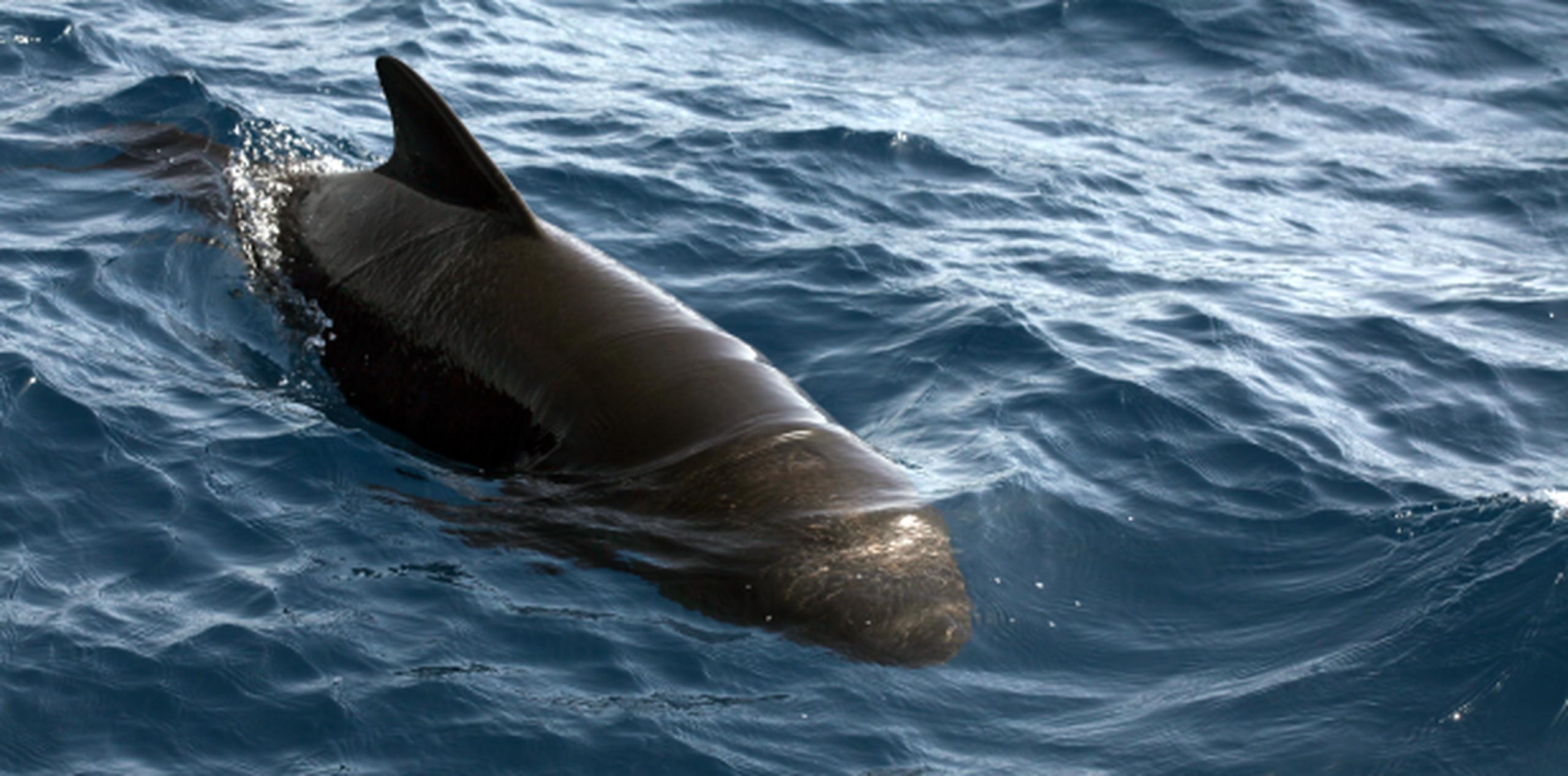 La ballena piloto está protegida por normativa federal y por la Ley de Vida Silvestre a nivel estatal. (Shutterstock)