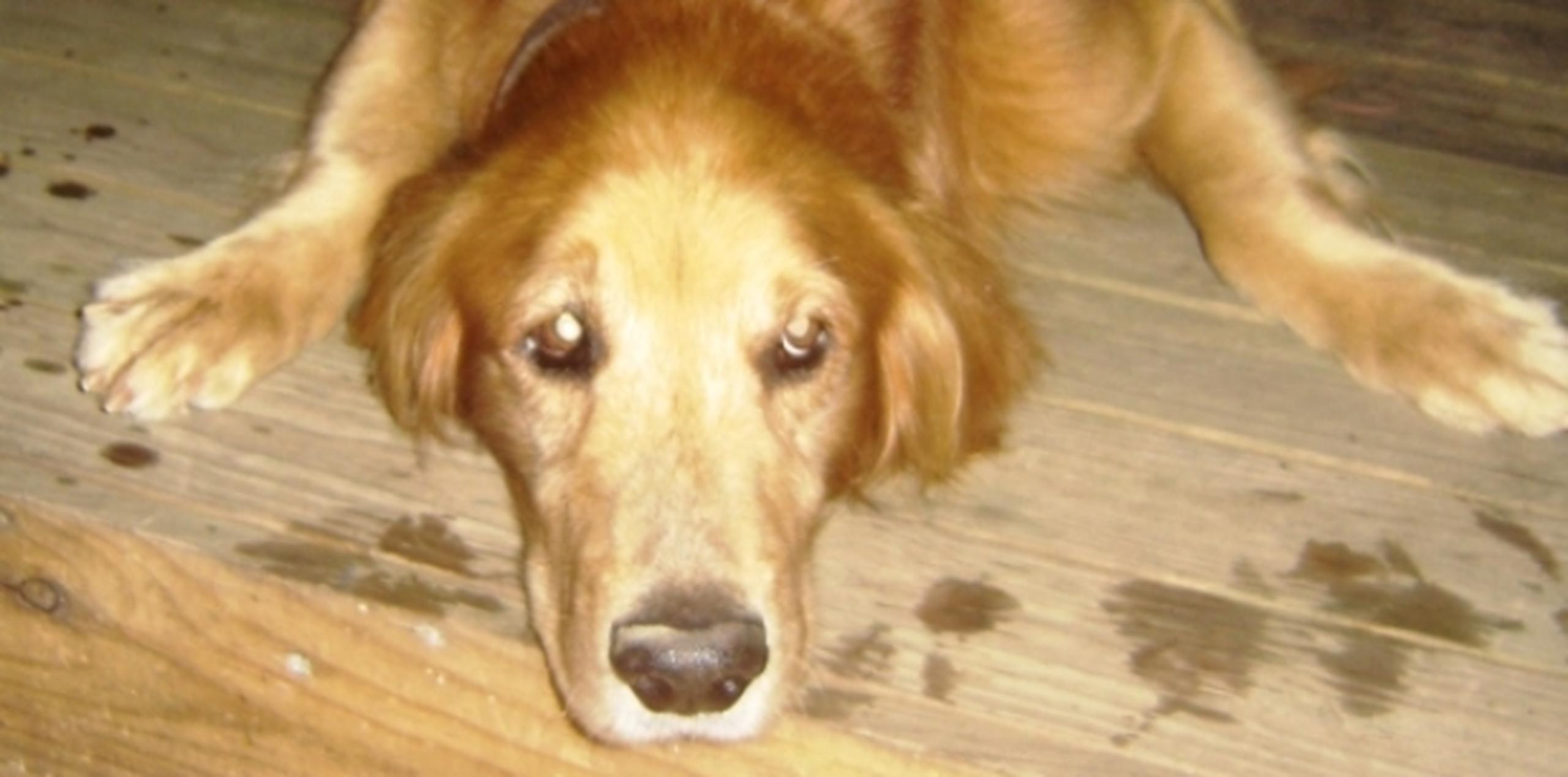 Uno de los perros hurtados era un golden retriever. (Archivo)