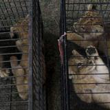 Arrestan a dos presuntos traficantes de animales en Indonesia